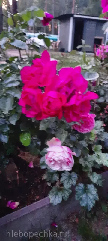 Дизайн участка