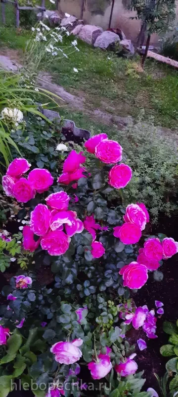 Дизайн участка