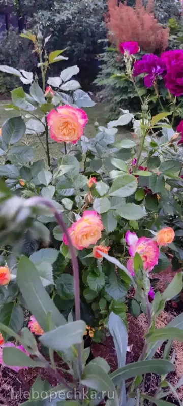 Дизайн участка