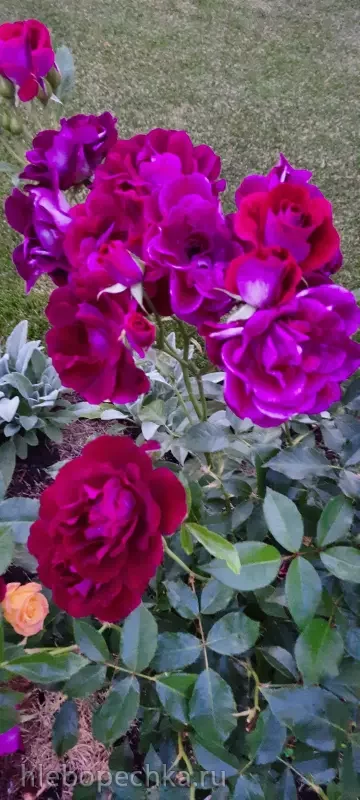 Дизайн участка