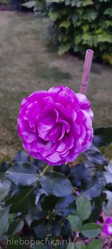 Дизайн участка