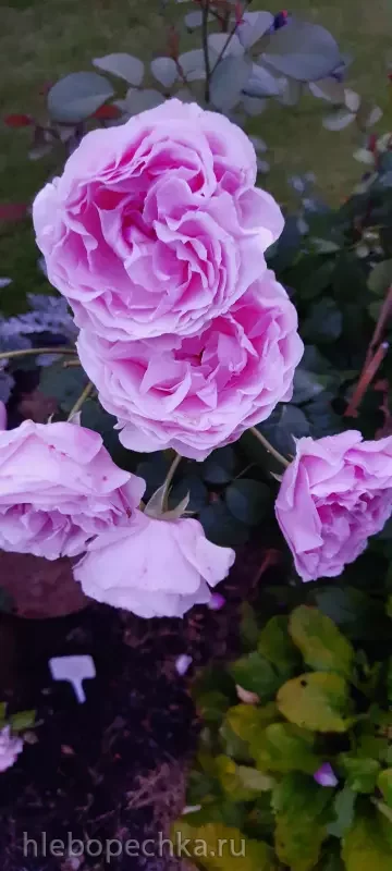 Дизайн участка