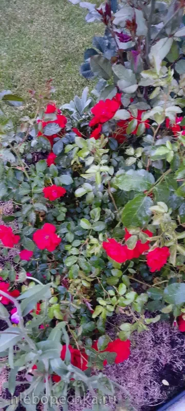 Дизайн участка