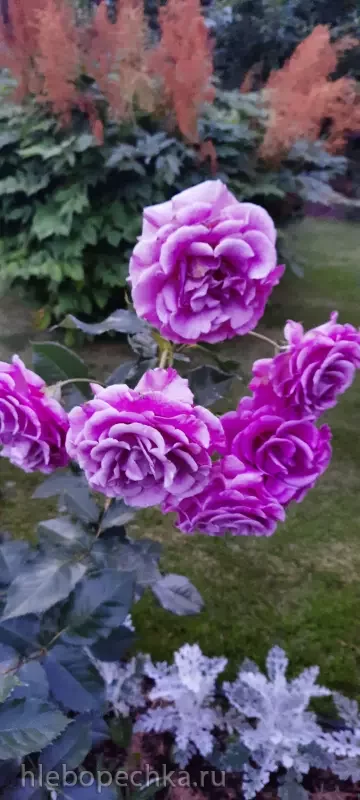 Дизайн участка