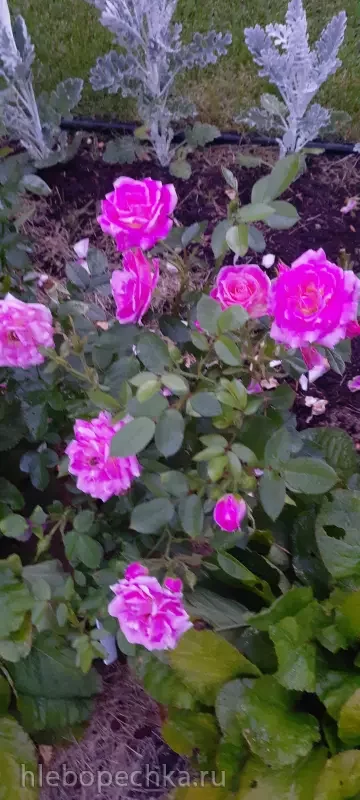 Дизайн участка