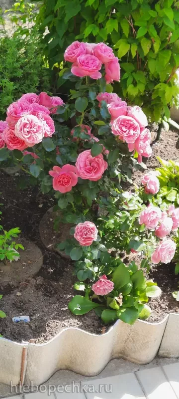 Дизайн участка