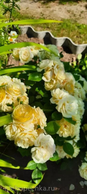 Дизайн участка