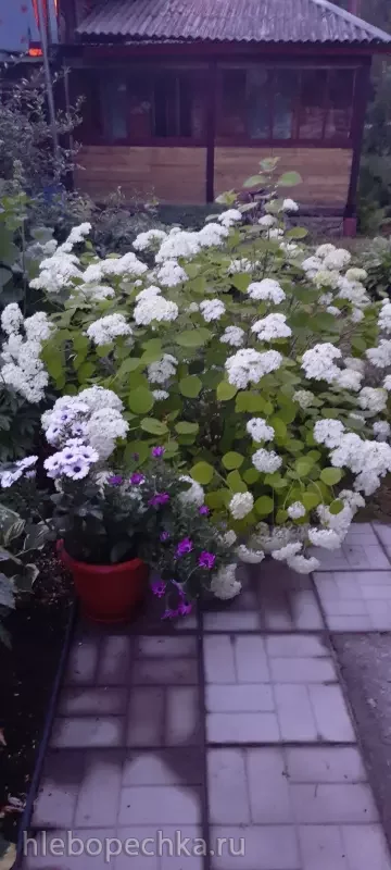 Дизайн участка