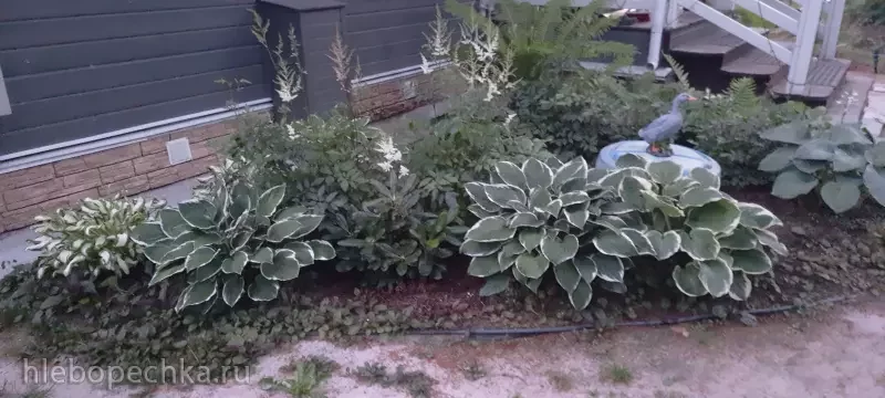 Дизайн участка