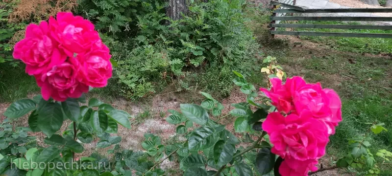 Дизайн участка