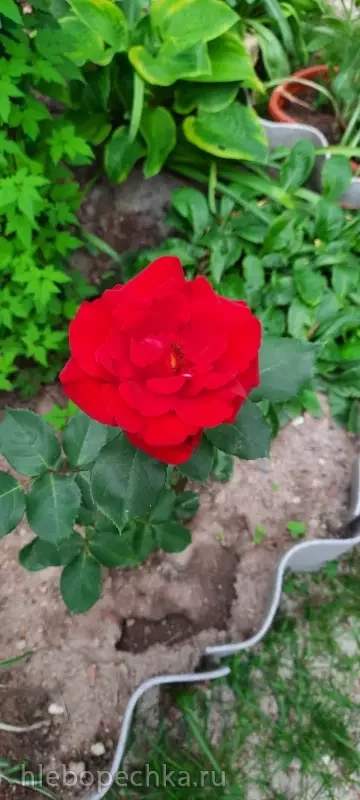 Дизайн участка