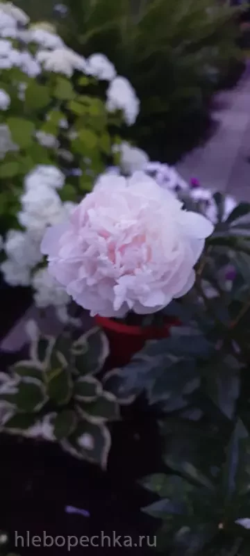 Дизайн участка