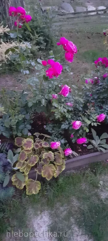 Дизайн участка