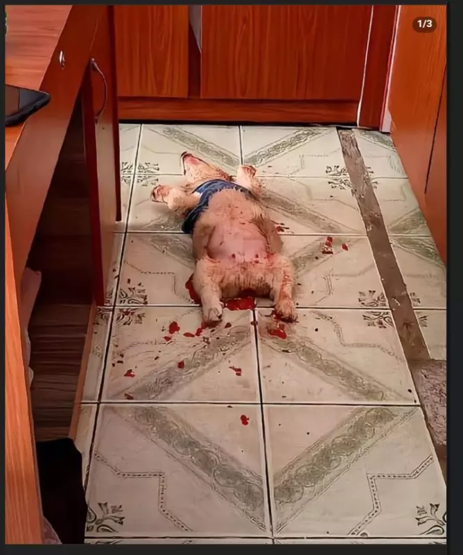 Человек собаке друг!!!