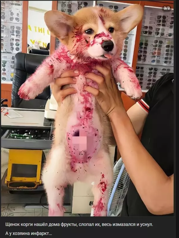 Человек собаке друг!!!