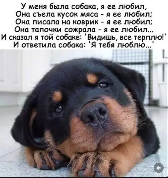 Человек собаке друг!!!