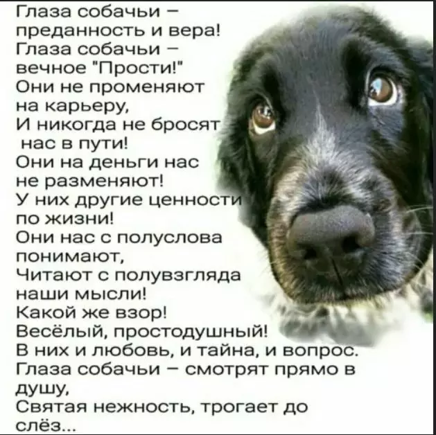 Человек собаке друг!!!