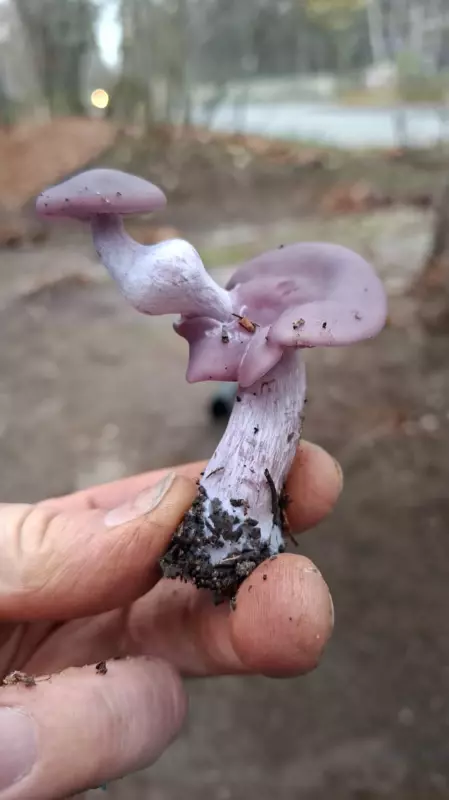 По грибы с лукошком