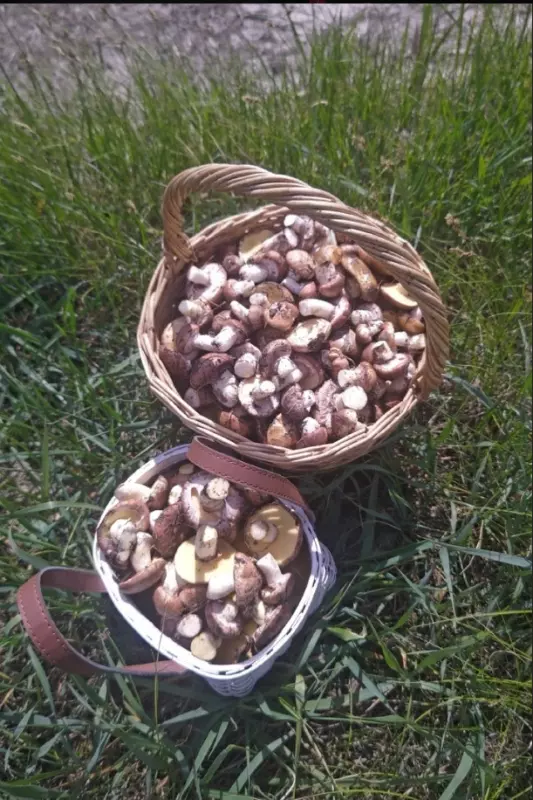 По грибы с лукошком