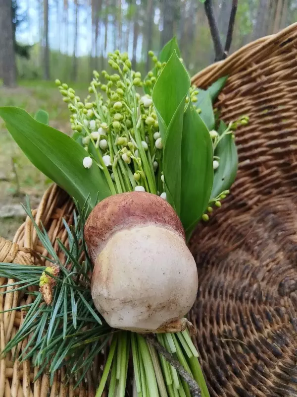 По грибы с лукошком