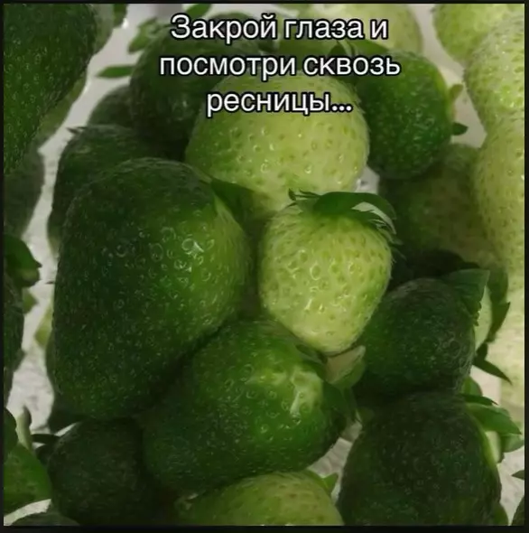 Оптические иллюзии