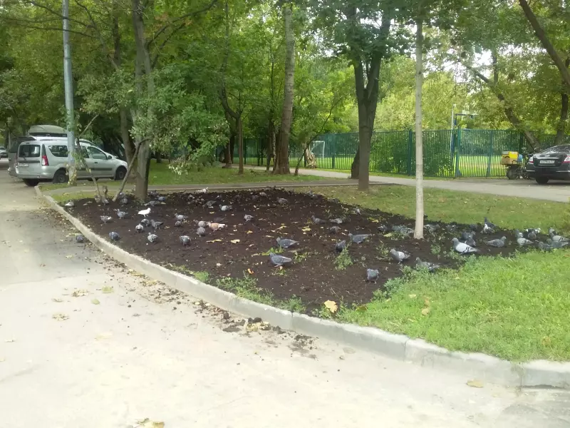Что в Москве слышно?