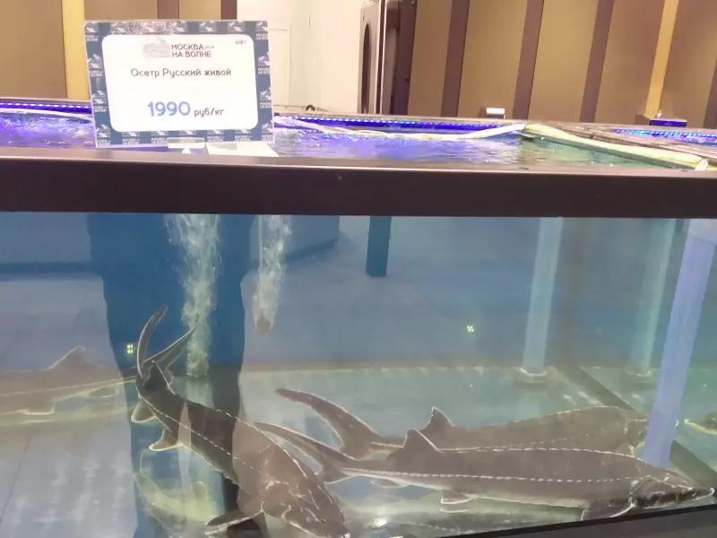 Где, что и когда купить в Москве