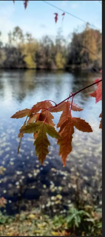 Фотонастроение