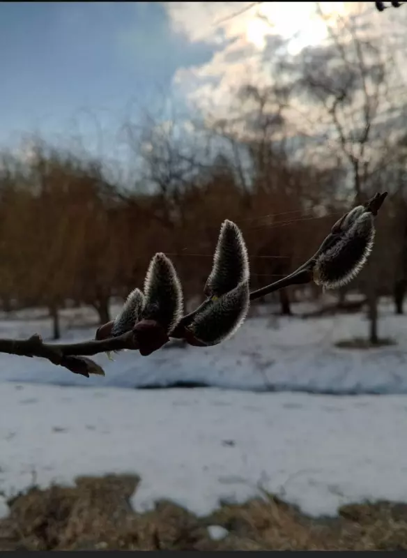 Фотонастроение