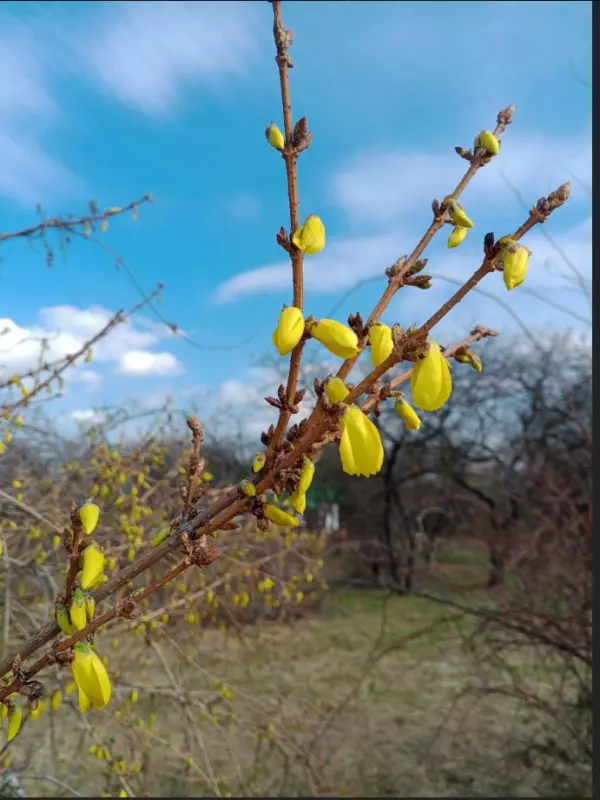 Фотонастроение