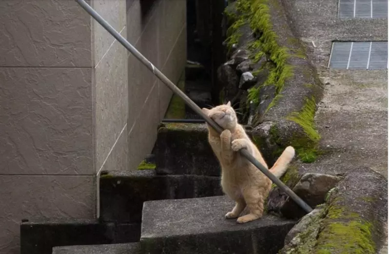 Позитивчик (фото, видео, рассказы для хорошего настроения)