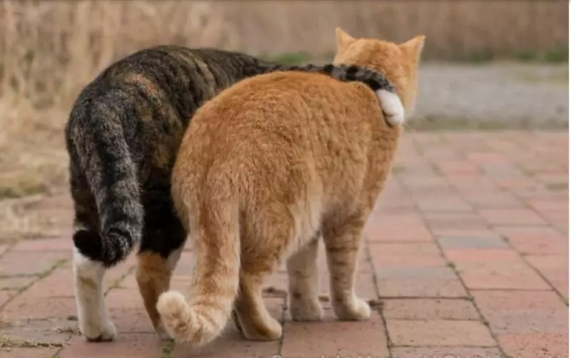 Позитивчик (фото, видео, рассказы для хорошего настроения)