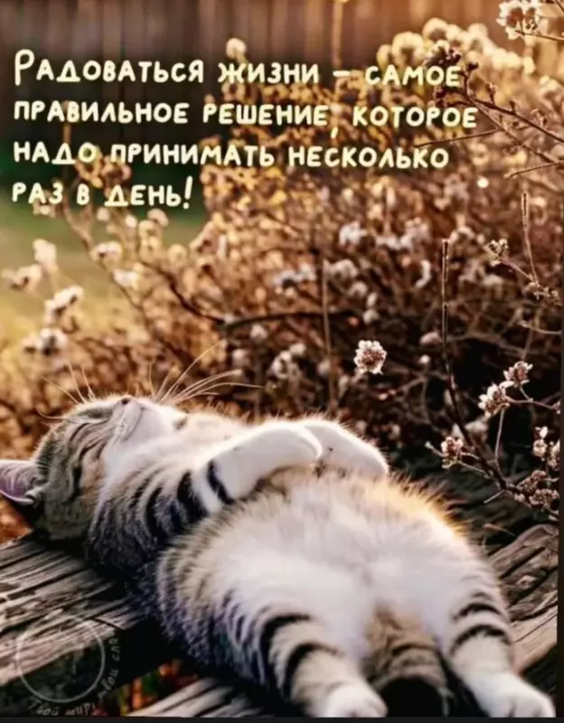 Позитивчик (фото, видео, рассказы для хорошего настроения)