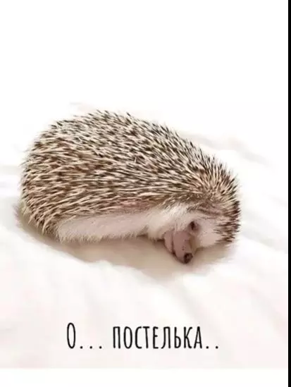 Позитивчик (фото, видео, рассказы для хорошего настроения)