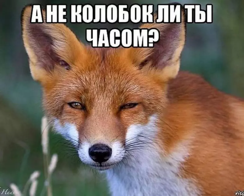 Позитивчик (фото, видео, рассказы для хорошего настроения)
