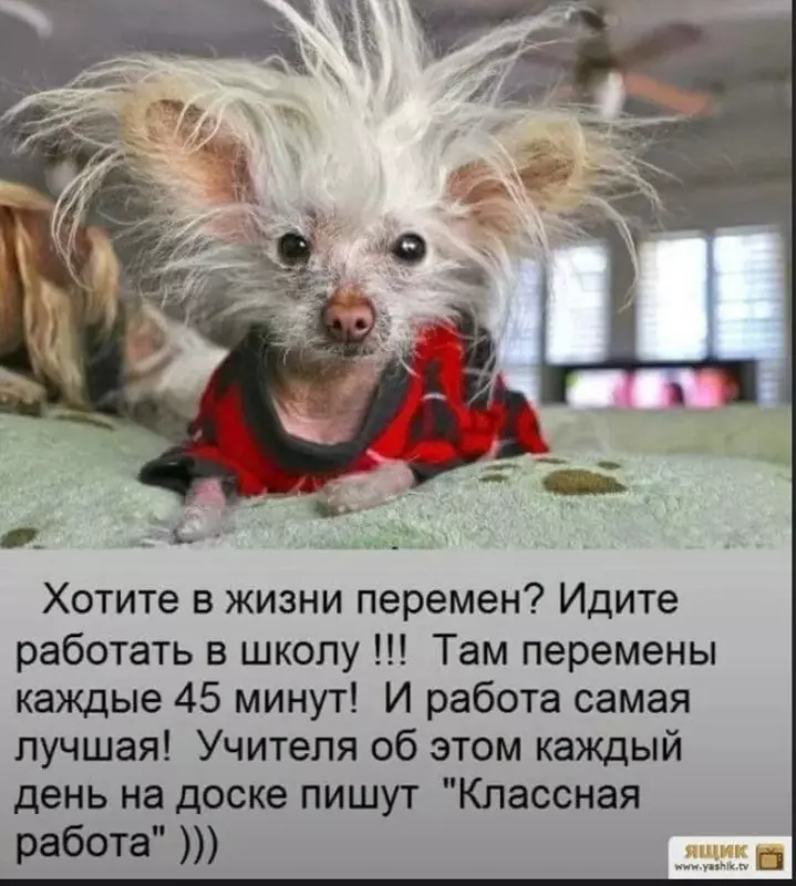 Позитивчик (фото, видео, рассказы для хорошего настроения)