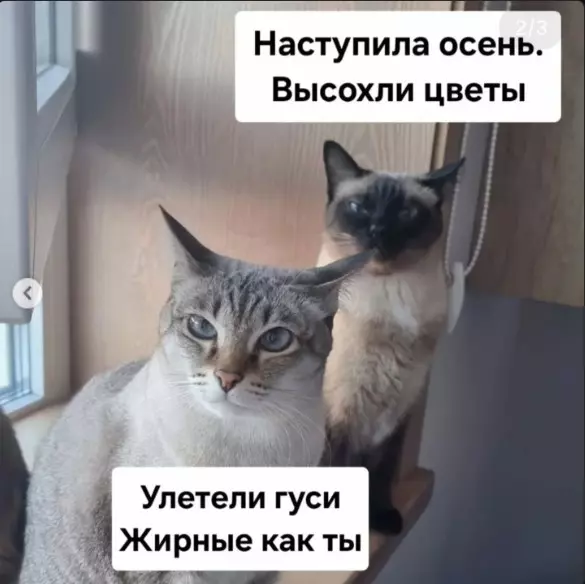 Позитивчик (фото, видео, рассказы для хорошего настроения)