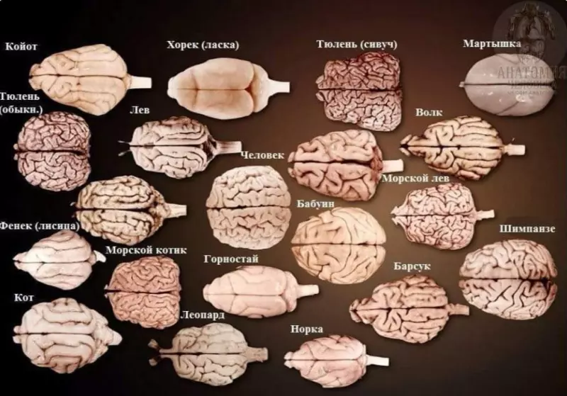 Это интересно!