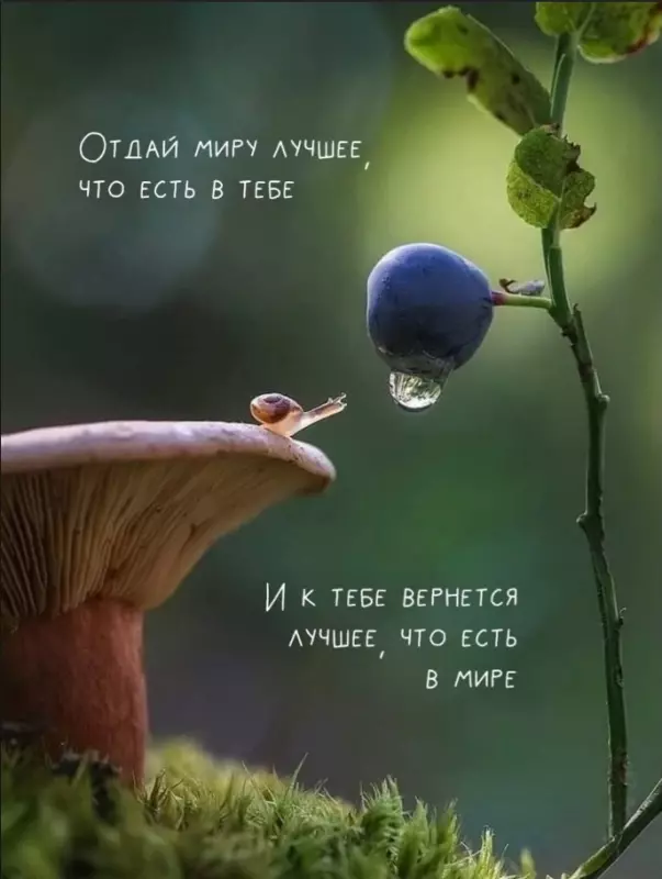 Лаконичная мудрость