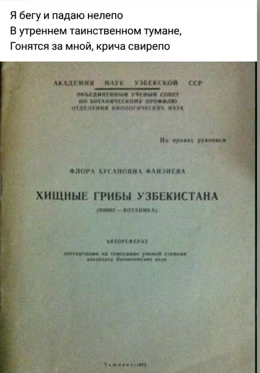 Всюду рифмы