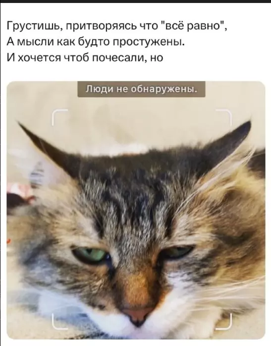 Всюду рифмы