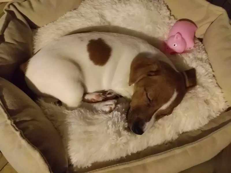 Джек-рассел-терьер