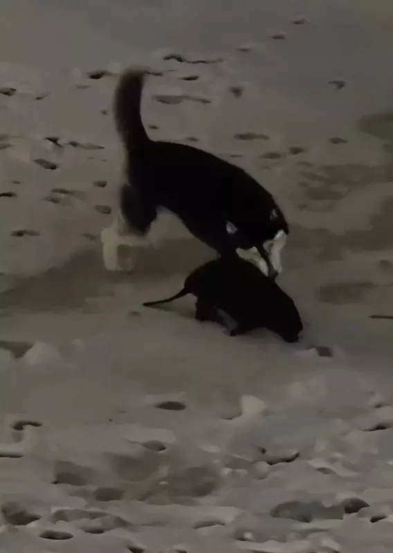 Коломенское