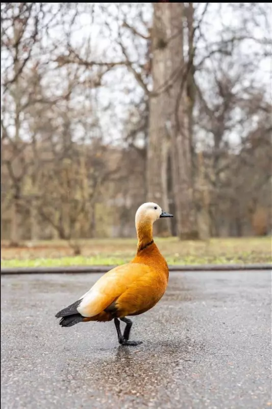 Коломенское