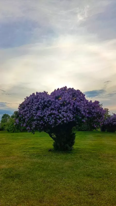 Коломенское