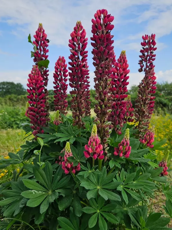 Коломенское