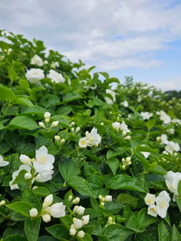 Коломенское