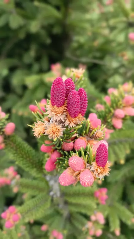 Коломенское