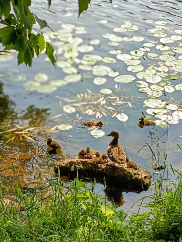 Коломенское