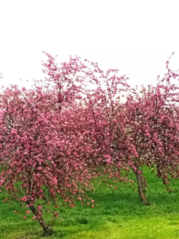 Коломенское